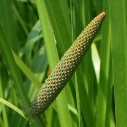 Calamus