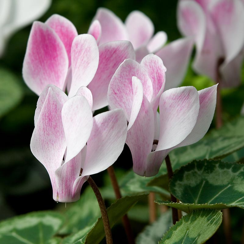 Cyclamen