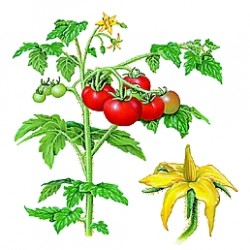 Feuille-de-tomate