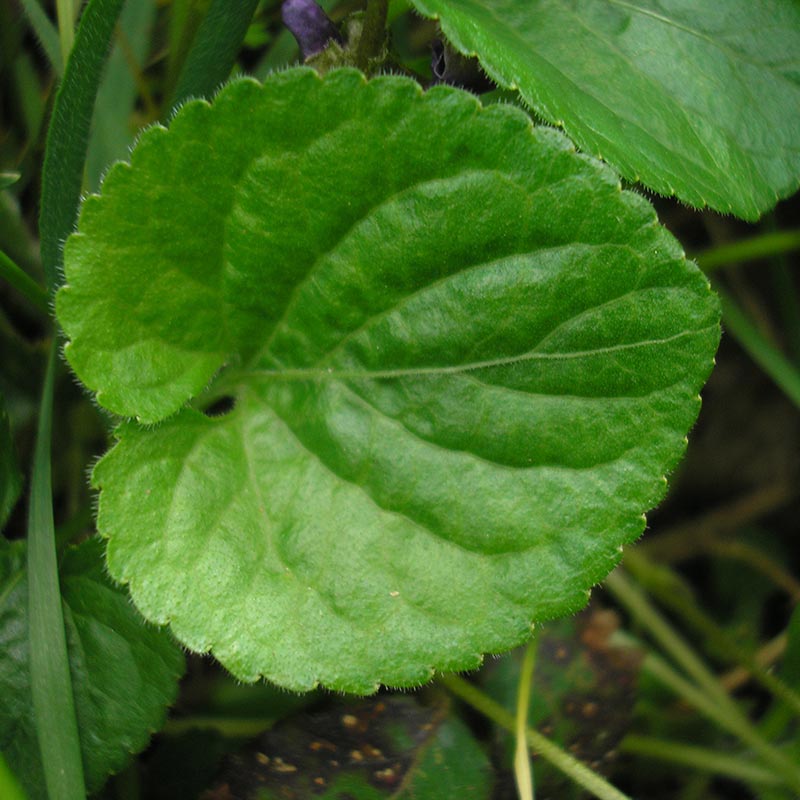 Feuille-de-violette