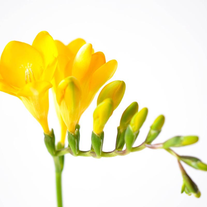 Freesia