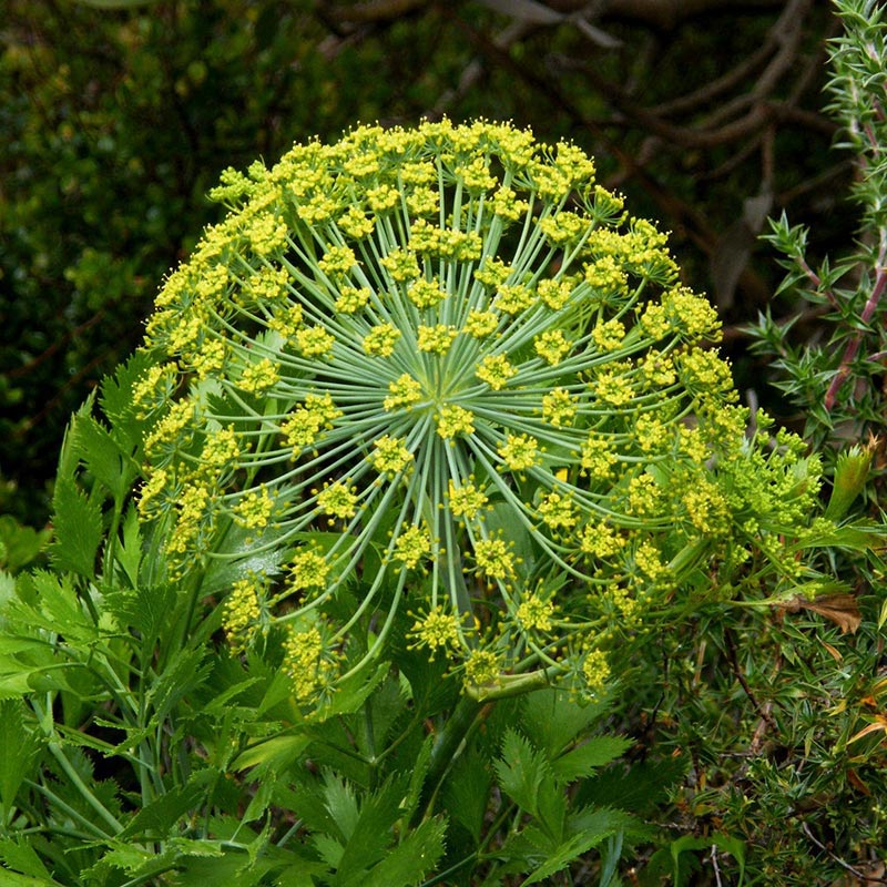 Galbanum