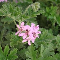 Geranium