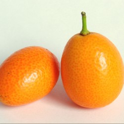 Kumquat